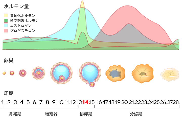 生理の周期